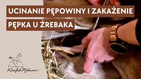 17.07.25 Ucinanie pępowiny i zakażenie pępka u źrebaka
