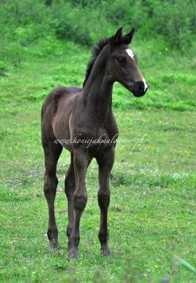 Daiquiri - SPRZEDANY !