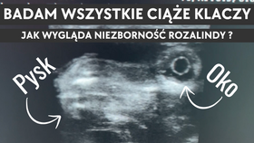 19.09.25 Badam wszystkie ciąże klaczy. Jak wygląda niezborność Rozalindy?
