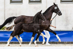 2024.08.01 Element of love IIVice Czempionem wystawy Hanowerskiej w Kunowie