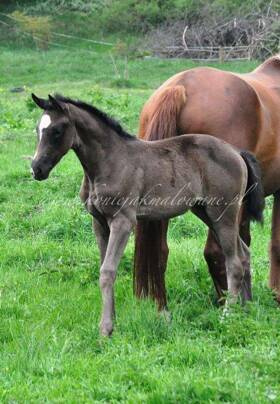 Starlight  - SPRZEDANA !