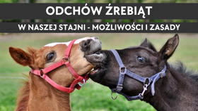 12.10.25 Odchów źrebiąt w naszej stajni