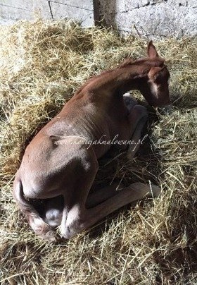 2017.06.14 Narodziny Frizzante