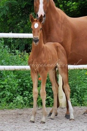 Quaris Jak Malowana - SPRZEDANA