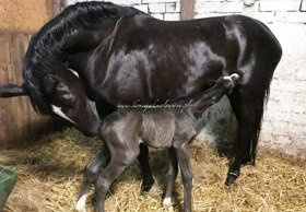 2018.06.11 Pierwsza doba życia Dracarys