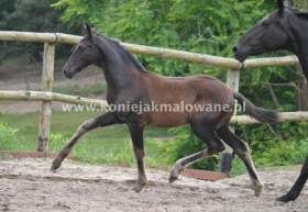 2013.07.03 Trzy miesiące Quaterimo