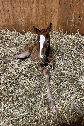 2025.04.05 Narodziny Olfabio Jak Malowanego