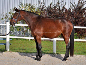 Damasca Red Wine - SUROGATKA