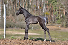 2025.03.21 Padok Romantica Jak Malowana