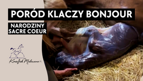 26.03.25 Poród Bonjour Cherie i narodziny Sacre Coeur