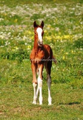 Quickstep - SPRZEDANY !