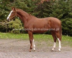 Dancing Dream - SPRZEDANA !