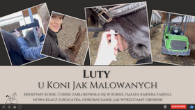 12.03.24 Luty u KoniJakMalowanych – Cherie się zablokowała, mierzymy konie, kariera Fabioli, nowa surogatka