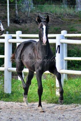 2023.09.29 6 miesięcy Silhouette Jak Malowanej