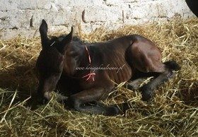 2017.06.08 Narodziny Frangipani