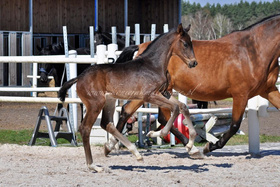 2025.04.19 Miesiąc Rosaline Jak Malowanej