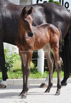 Frangipani - SPRZEDANA !