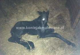 2013.06.20 Pierwszy tydzień Solvero