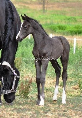 Dracarys - SPRZEDANA