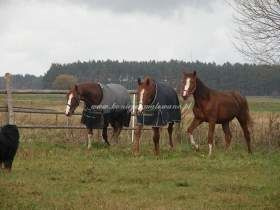 2010.11.01 - Pierwsze padoki w Komarowie