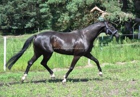 2017.07.30 Pierwszy padok San Sity