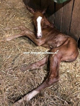 2019.05.07 Narodziny Firefly Jak Malowanej