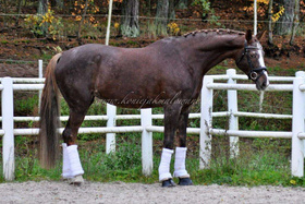 First Fabiola - SPRZEDANA