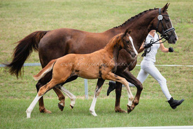 2021.07.24 Hanowerska wystawa źrebiąt w Kunowie Bonjour Cherie Jak Malowanej