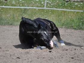 2012.02.15 - Wspomnienie lata oczami Te Amo