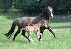 2017.06.22 Pierwsze spacery Frizzante