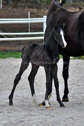 Silhouette Jak Malowana - SPRZEDANA