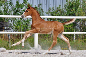 2024.06.12 Miesiąc Bel Ami Jak Malowanej