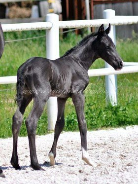 2021.06.14 Pierwszy spacer Ziona Jak Malowanego