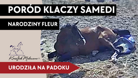 14.06.25 Poród klaczy Samedi - urodziła na padoku